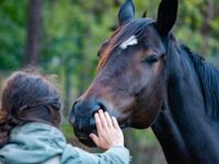 Pferdepflege – was sollten Reitanfänger darüber wissen?