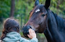 Pferdepflege – was sollten Reitanfänger darüber wissen?