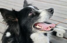 Die besten Tipps gegen Flöhe beim Hund